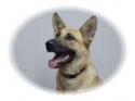 german shepherd puppy training