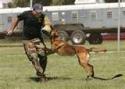 puppy training biting