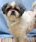 shih tzu puppy training